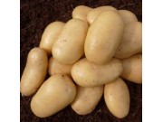 Lady Christl Seed Potatoes (First Early - 1 kg)